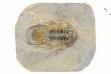 Rare, Spiny Kolihapeltis Trilobite - Atchana, Morocco #255448-1
